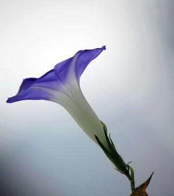 牵牛花的特点（了解牵牛花的种类、生长环境和观赏特点）