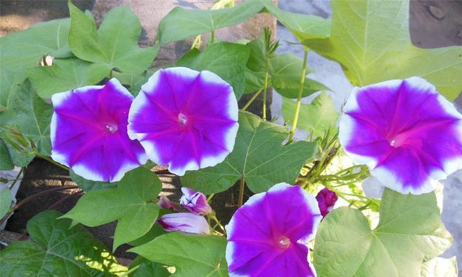 牵牛花的特点（了解牵牛花的种类、生长环境和观赏特点）