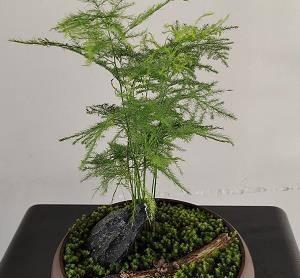 文竹的剪枝与养护（关于文竹的剪枝技巧和养殖注意事项，让您的文竹茁壮成长）