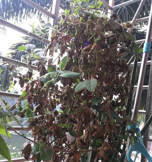 金银花枯死的原因剖析（探究金银花凋零的原因及防治方法）