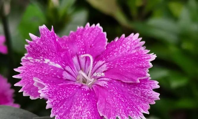 石竹花的花语和象征（探索美丽的石竹花所代表的吉祥寓意）