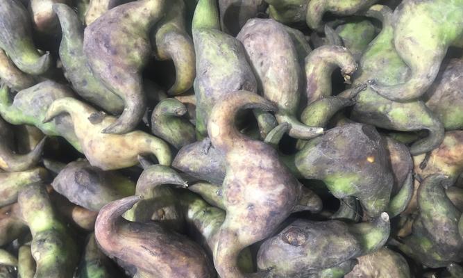 盆栽菱角种植方法（从选种到养护全面介绍）