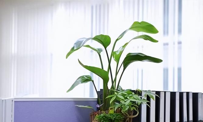 打造舒适客厅的秘诀——绿植摆放（如何选择适合客厅的绿植，让你的客厅更加自然舒适？）