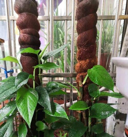 绿萝栽植须知(教你如何正确种植绿萝)