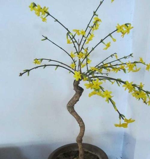 迎春花的养殖方法（如何让迎春花在家中绽放春天的芬芳？）