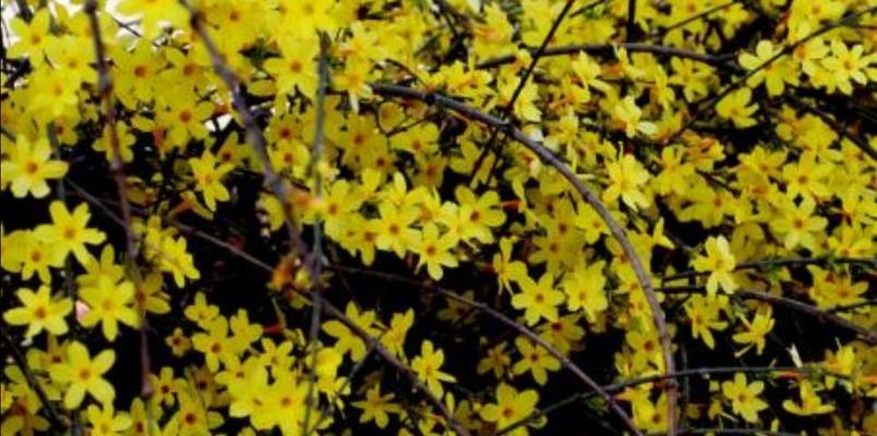 迎春花的养殖方法（如何让迎春花在家中绽放春天的芬芳？）