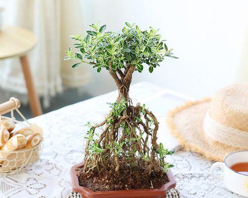 重瓣六月雪的种植技巧(打造优美花园,从种植重瓣六月雪开始)
