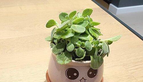 碰碰香怎么养才茂盛（让你的碰碰香常青常美）