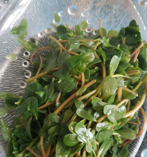 马齿菜种植指南(从种子到收获,全方位分享马齿菜种植技巧)