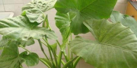 滴水观音花的养护技巧（了解滴水观音花，让它在你家开花绽放）