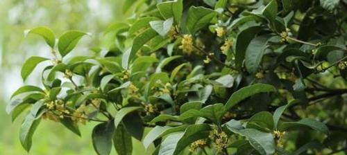 如何栽培健康茂盛的桂花树？（桂花树养护小技巧，让你轻松拥有美丽的花园）