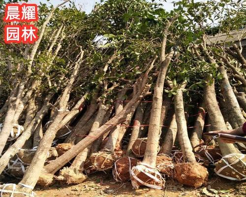 可以截头的桂花树（如何正确地截头及注意事项）