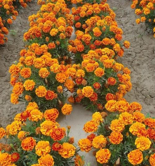 孔雀草剪掉花苞后还能开花吗？（孔雀草的开花规律及其剪花技巧）