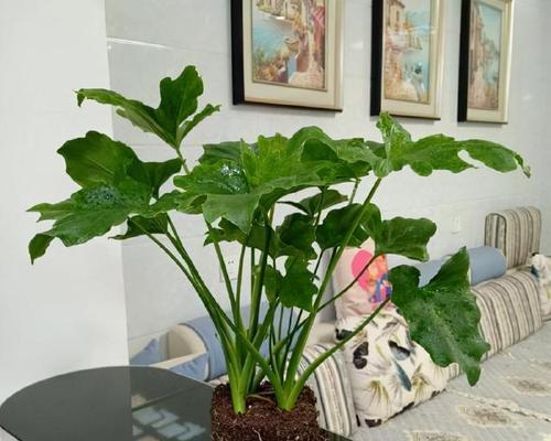 懒人必备，水培植物养护全攻略（以家居绿植为例，学会如何养护水培植物，让你省时省力。）
