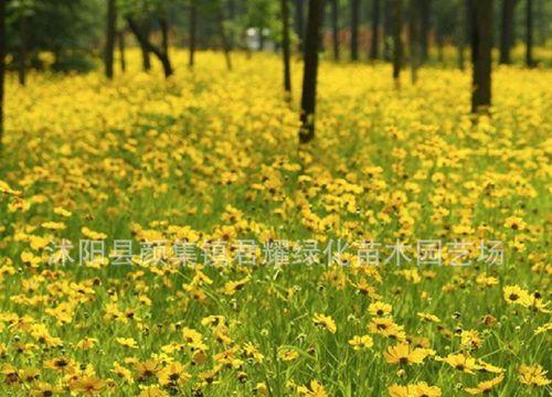 金鸡菊种子的播种时间（影响金鸡菊生长的因素及注意事项）