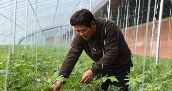 如何科学定植蔬菜，让你的蔬菜成长更健康？