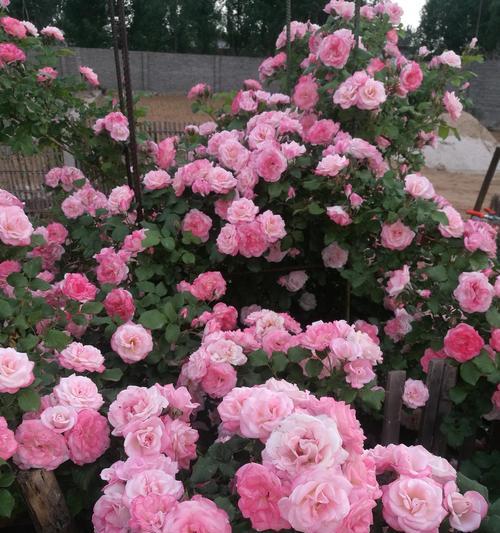 四季月季花的养殖方法（打造美丽庭院的必备技能）