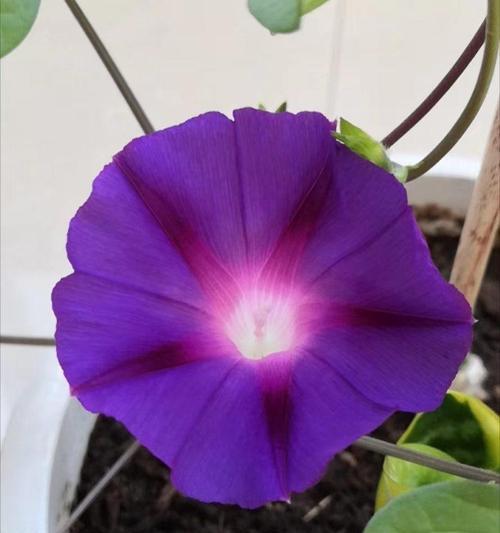 牵牛花开花季节与观赏技巧（探究牵牛花开花规律，轻松观赏牵牛花的诀窍）