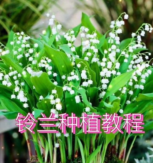 铃兰花的种植与养护（打造清新浪漫的花园景观，让铃兰花点缀生活）