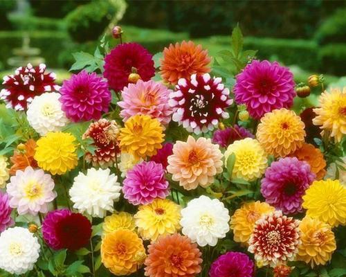 四季太阳花的种植技巧（让你的花园全年盛开）