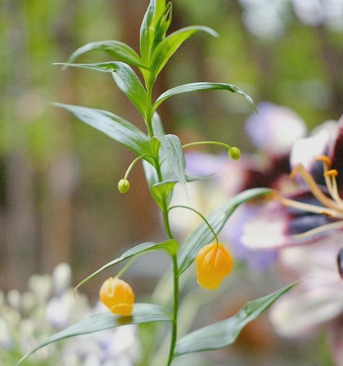 如何种植种百合花（百合花栽培技巧与注意事项）