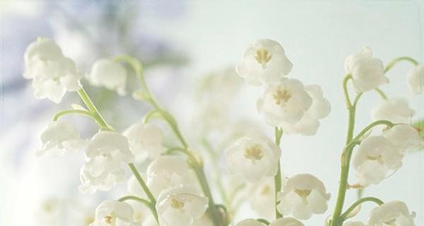 铃兰花语与寓意（探寻铃兰的意义与象征）