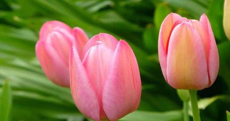 菊花的花语与寓意（送给爱人，表达心意）