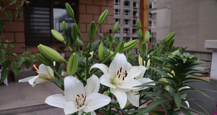 百合花花语（了解百合花的含义与象征，感受它们优雅的气息）