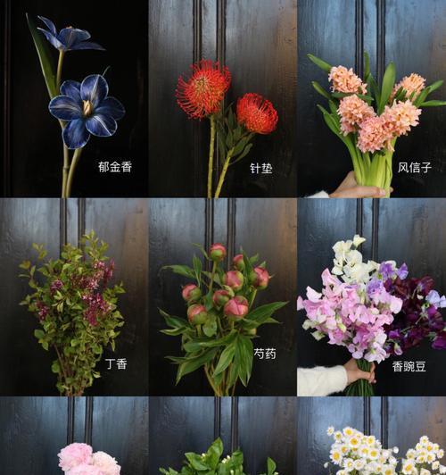 针垫花的养护与花语（打造自然清新的家居环境，让针垫花传达你的情感）