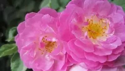 粉色曼陀罗的花语（探秘粉色曼陀罗的意义与象征）