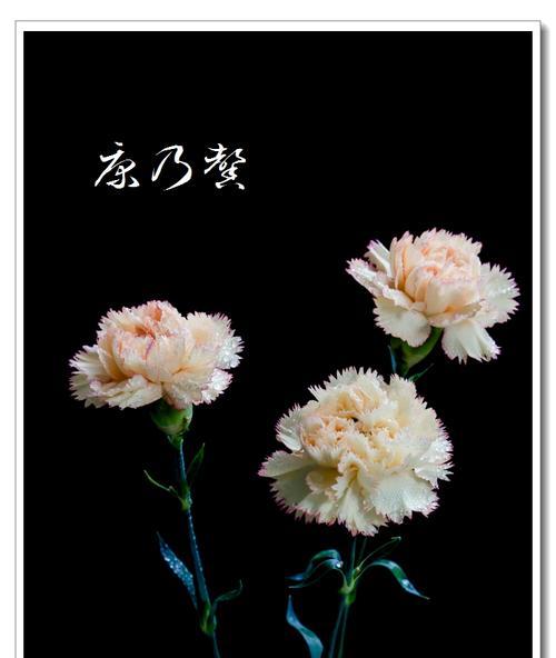 康乃馨的花语（用花言巧语表达心意）