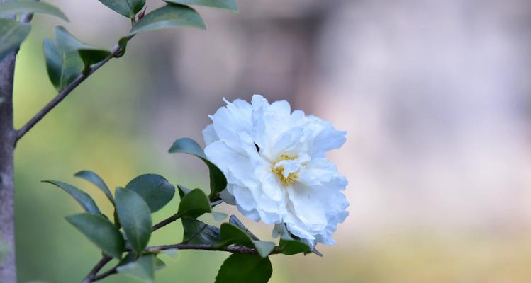 山茶花之美（寓意与意义）