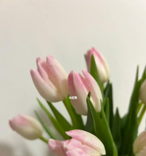 郁金香——爱与美的象征（揭开郁金香花语的神秘面纱）