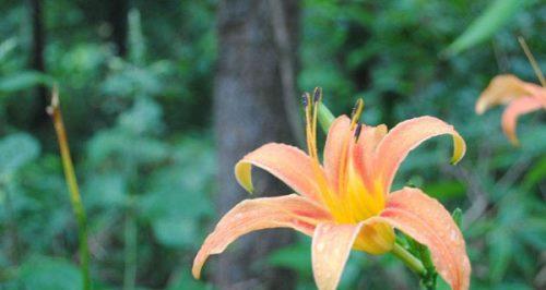 无忧花的花语与寓意（一朵花的芬芳，一份情的诠释）