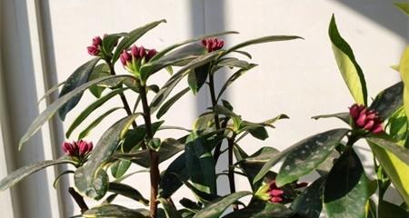 瑞香花花语解析（花开花落，瑞香馨香）