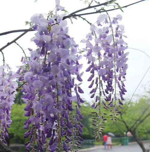 紫藤花的花语和传说（揭秘紫藤花的神秘背后）