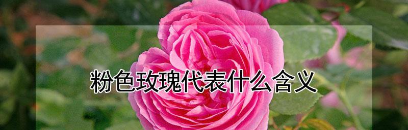 玫瑰的花语和寓意（解析玫瑰的不同颜色代表的含义）