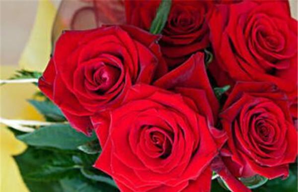 玫瑰花的花语与不同颜色的含义（以花语传情，了解玫瑰的秘密语言）