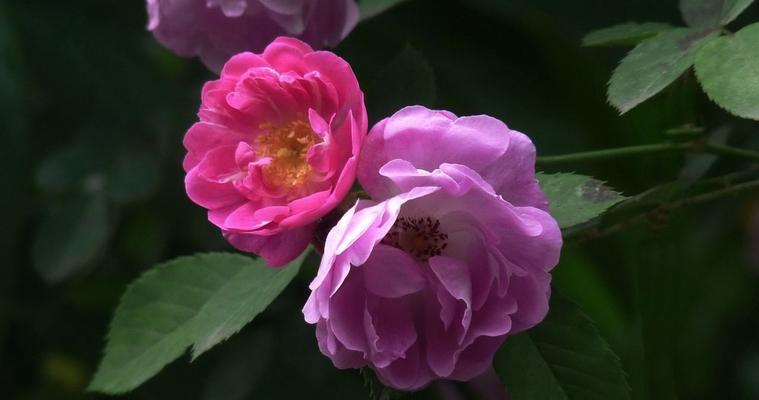 蔷薇花的花语与寓意（传递爱情、浪漫与感恩的象征）