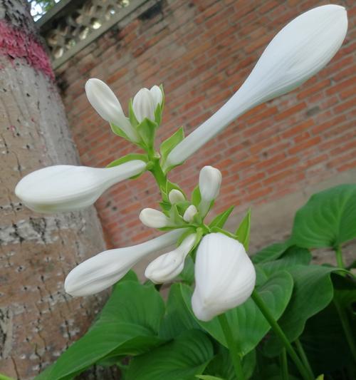 玉簪花的花语与寓意（探秘这朵清雅高贵的花卉，感受她的深情与精神）