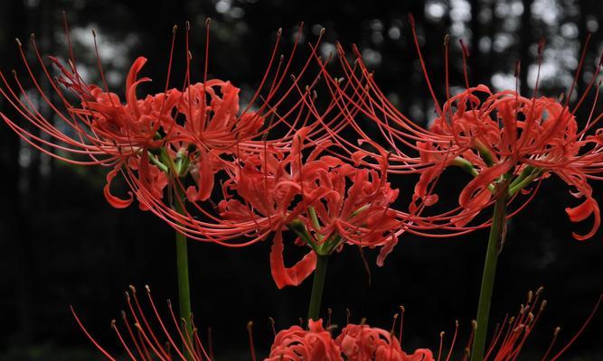 探寻彼岸花花语之美（探究花海中的生命力与深情，解读彼岸花的深刻内涵）