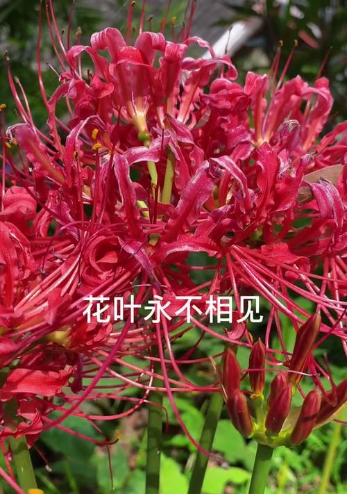 探寻彼岸花花语之美（探究花海中的生命力与深情，解读彼岸花的深刻内涵）