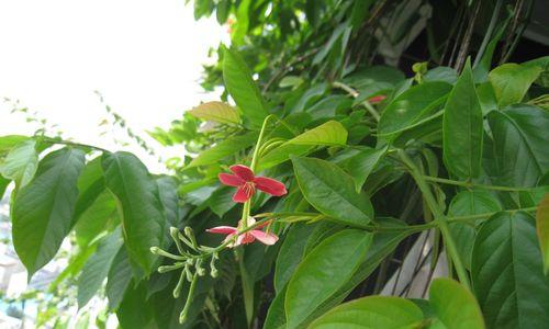 夜来香花语——香气扑鼻的爱情告白（花朵里的柔情，每一个细节都值得品味）