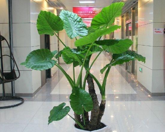 滴水观音花的象征与寓意（一朵花的涵义，多重含义）
