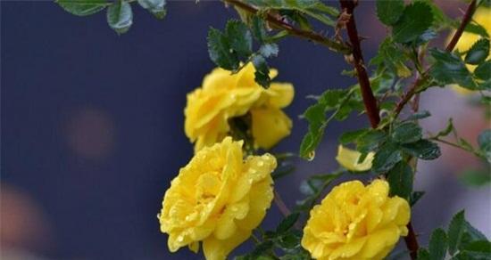 黄玫瑰的花语与象征意义（传递感恩、友谊与欢乐的黄玫瑰）