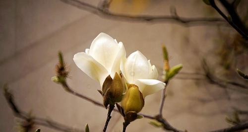白玉兰花的花语和寓意（探寻白玉兰花的神秘和美）