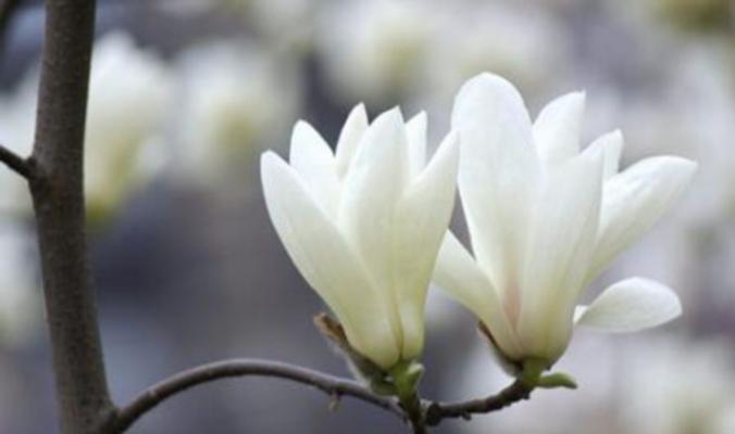 白玉兰花的花语和寓意（探寻白玉兰花的神秘和美）