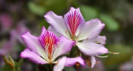 紫荆花的寓意与花语（传承着爱与勇气的花语，传递着美好祝福的寓意）