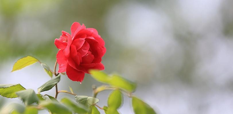 澳洲野蔷薇花语的深刻含义（探究澳洲野蔷薇所代表的各种意义）