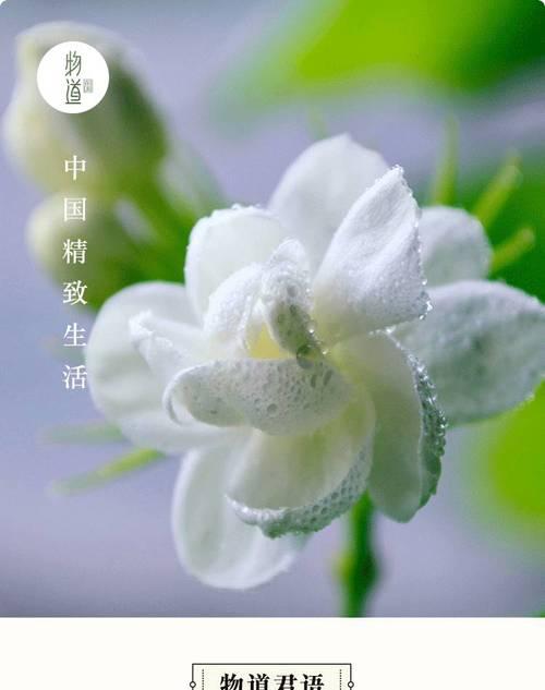 茉莉花的花语（传递真爱的迷人芳香）
